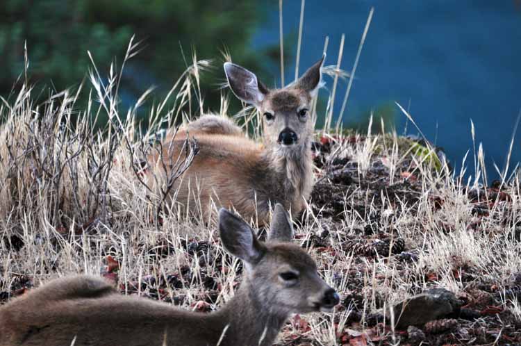 deer